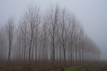 Obraz na płótnie Canvas Po Valley foggy misty smoke landscape fields crops
