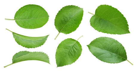 Green apple leaf clipping path