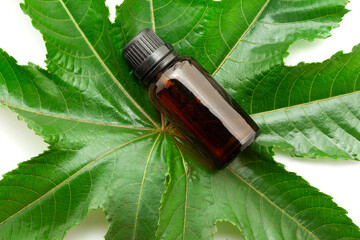 Top view of Castor plant leaf (Ricinus communis) with a glass bottle of castor oil. Isolated on a white background.