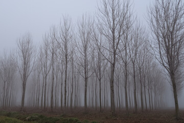 Po Valley foggy misty smoke landscape fields crops