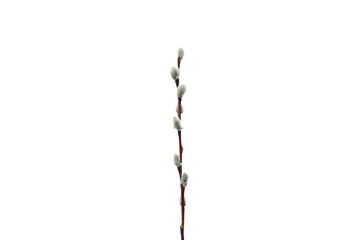 PNG, Concept of Easter with willow, isolated on white background © Atlas