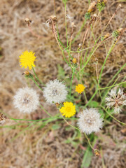 Narrowleaf hawksbeard