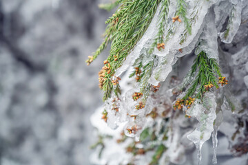 Beautiful cypress trees with rime and ice hanging in winter