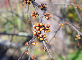 Sweet cherry branch with buds. Prunus avium. Springtime.  Budbreak.