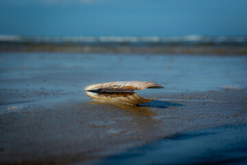 Shell on a beach at Castricum
