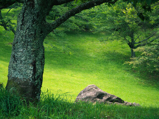 A serene landscape featuring a textured tree trunk, lush green grass, and a large rock amidst the vibrant greenery.