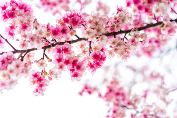 Beautiful nature pink cherry blossom (Sakura) background in spring