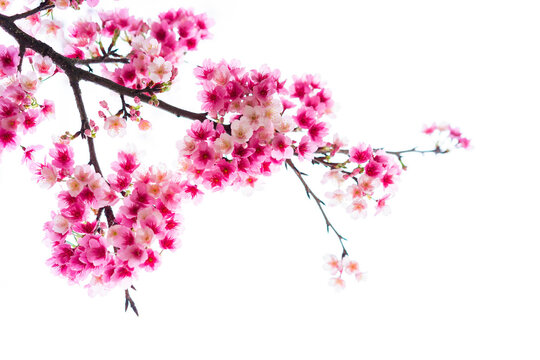 Beautiful nature pink cherry blossom (Sakura) background in spring