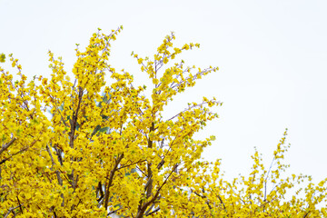 Ochna integerrima (Hoa Mai) tree with lucky money. Traditional culture on Tet Holiday in Vietnam. Text in photo mean Happy New Year and Peace.