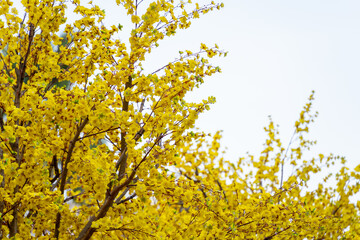 Ochna integerrima (Hoa Mai) tree with lucky money. Traditional culture on Tet Holiday in Vietnam. Text in photo mean Happy New Year and Peace.