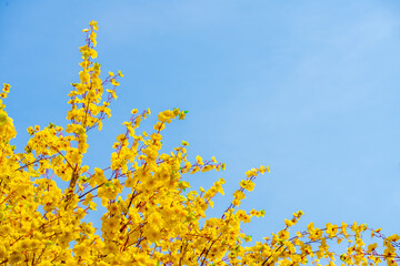Ochna integerrima (Hoa Mai) tree with lucky money. Traditional culture on Tet Holiday in Vietnam. Text in photo mean Happy New Year and Peace.