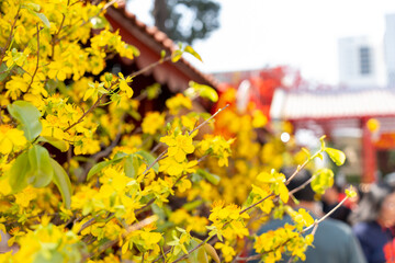 Ochna integerrima (Hoa Mai) tree with lucky money. Traditional culture on Tet Holiday in Vietnam. Text in photo mean Happy New Year and Peace.