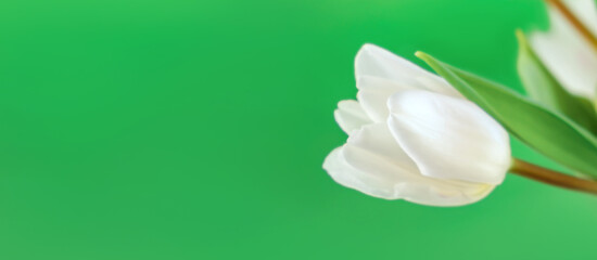 White tulip flower isolated on chroma key background close-up. Side view of one beautiful bud. Valentines day, Mothers day, Womens day. Place for text. Mockup design. Gift certificate. Greeting card