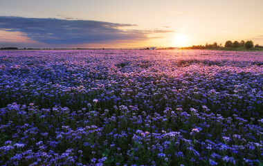 Beautiful and amazing of purple flower field landscape in sunset. Nature wallpaper background, Phacelia