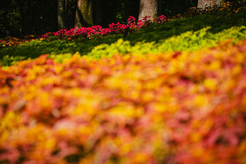秋の森林公園に咲くコリウスの花