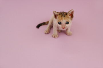 Fototapeta na wymiar Little cute kitty sitting on pink background. Copy space for text.