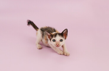 Fototapeta na wymiar Small adorable kitten on pink background. Copy space for text.