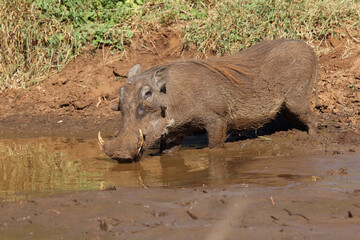 Fototapeta premium Warzenschwein / Warthog / Phacochoerus africanus