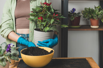 Woman's hands in gloves transplanting a houseplant poinsettia into a new flower pot on a table