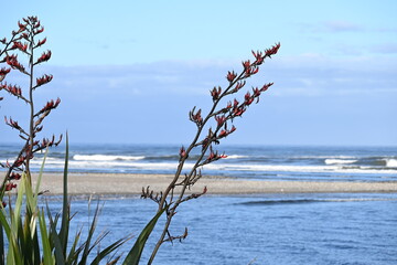 West Coast flax bush 