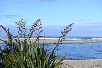 New Zealand flax 