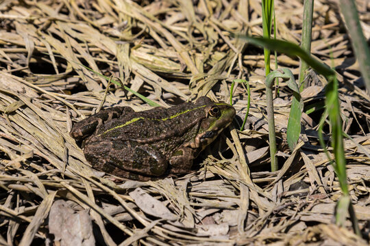 Frog Rana ridibunda pelophylax ridibundus sits on stones on the shore of garden pond. Blurred background. Selective focus. Spring landscaped garden. Natural habitat. Nature concept for design