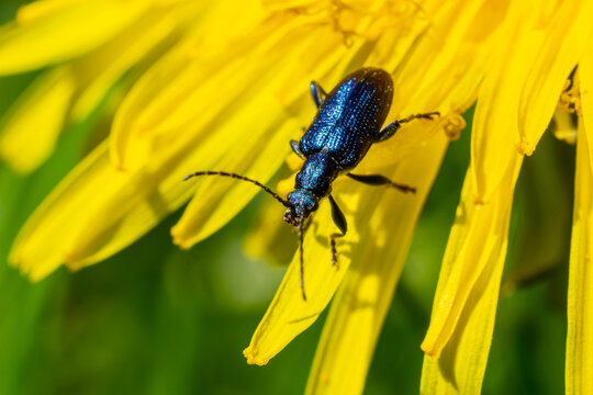 The longhorn beetle Callidium violaceum on a yellow flower