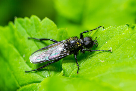 Bibio marci is a fly from the family Bibionidae called March flies and lovebugs. Larvae of this insects live in soil and damaged plant roots