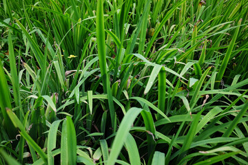 Tropical grass leaves field in garden