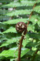 New Zealand fern bud