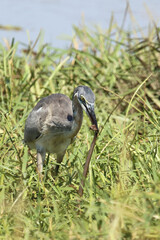 Schwarzhalsreiher und Mosambik-Speikobra / Black-headed heron and Mozambique spitting cobra / Ardea...