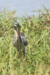 Schwarzhalsreiher und Mosambik-Speikobra / Black-headed heron and Mozambique spitting cobra / Ardea...