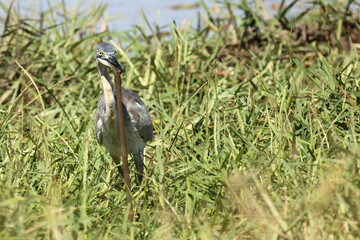 Schwarzhalsreiher und Mosambik-Speikobra / Black-headed heron and Mozambique spitting cobra / Ardea melanocephala et Naja mossambica..
