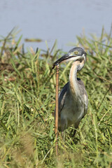 Schwarzhalsreiher und Mosambik-Speikobra / Black-headed heron and Mozambique spitting cobra / Ardea melanocephala et Naja mossambica..