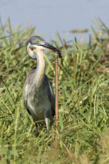 Schwarzhalsreiher und Mosambik-Speikobra / Black-headed heron and Mozambique spitting cobra / Ardea...