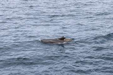 Obraz premium In the cool embrace of the Norwegian Sea, a pilot whale calf stays close to its mother, a duo photographed near Andenes, Norway