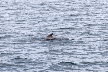 Fototapeta premium The Lofoten Islands' marine beauty is highlighted by a lone long-finned pilot whale surfacing in the calm, gray waters off Andenes, Norway.