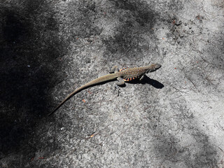 Butterfly agama or Small-scaled or Ground lizard  on the sand at Khao Sam Roi Yot National Park, Orange and black color stripes on yellow and brown skin of Tropical reptiles in Thailand