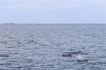 Fototapeta premium Against the vast Norwegian Sea, three adult pilot whales (Globicephala melas) swim peacefully, with the distant profile of a cargo ship near Andenes