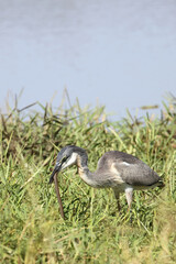 Schwarzhalsreiher und Mosambik-Speikobra / Black-headed heron and Mozambique spitting cobra / Ardea...