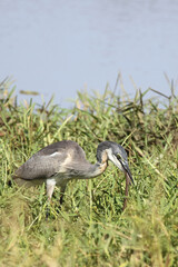 Schwarzhalsreiher und Mosambik-Speikobra / Black-headed heron and Mozambique spitting cobra / Ardea...
