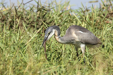 Schwarzhalsreiher und Mosambik-Speikobra / Black-headed heron and Mozambique spitting cobra / Ardea melanocephala et Naja mossambica..