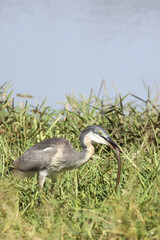 Schwarzhalsreiher und Mosambik-Speikobra / Black-headed heron and Mozambique spitting cobra / Ardea melanocephala et Naja mossambica..