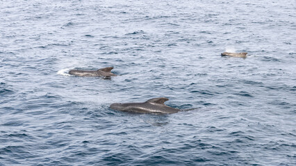 Fototapeta premium Three adult pilot whales (Globicephala melas) are a study in grace as they navigate the textured blues of the Norwegian Sea