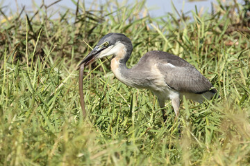 Fototapeta premium Schwarzhalsreiher und Mosambik-Speikobra / Black-headed heron and Mozambique spitting cobra / Ardea melanocephala et Naja mossambica..