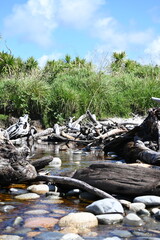 Driftwood in the stream 