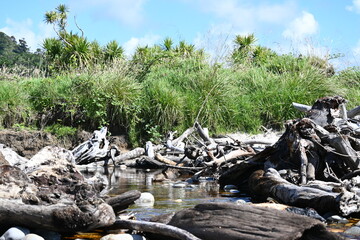Stream with driftwood 