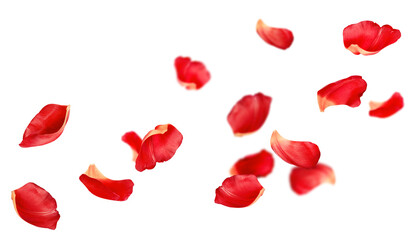 soaring red petals, on an isolated white background - obrazy, fototapety, plakaty