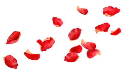 soaring red petals, on an isolated white background
