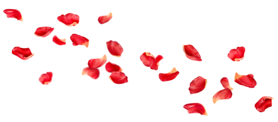 many petals soaring on isolated white background